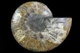 Cut Ammonite Fossil (Half) - Agatized #78338-1